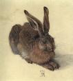 Albrecht Durer  - Field Rabbit